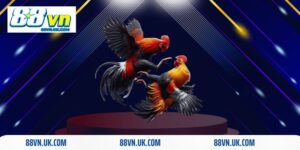 Đá gà trực tiếp Thomo là gì? Vì sao có nhiều người quan tâm