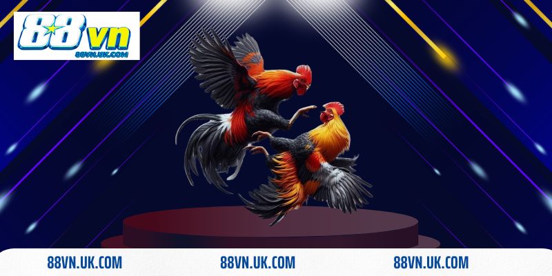 Đá gà trực tiếp Thomo là gì? Vì sao có nhiều người quan tâm