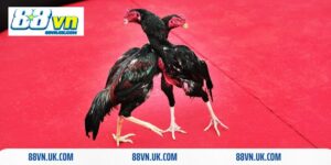 Đá Gà Đòn Độc- Bộ Môn Hấp Dẫn Các Cược Thủ Hiện Nay