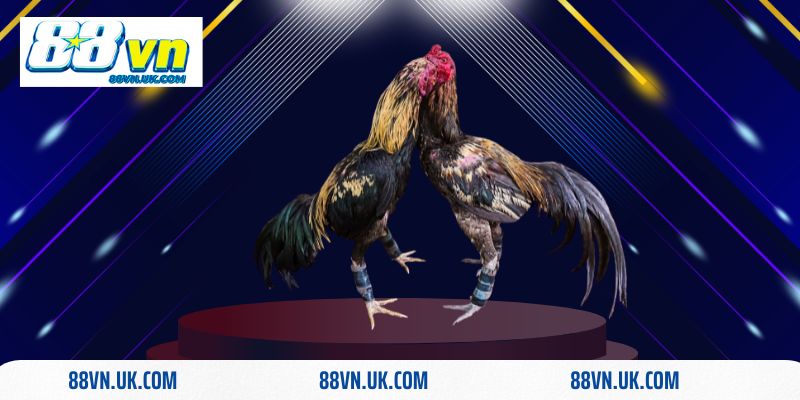 Luật đá gà miền Bắc có gì đặc biệt? Cách chơi đá gà chuẩn